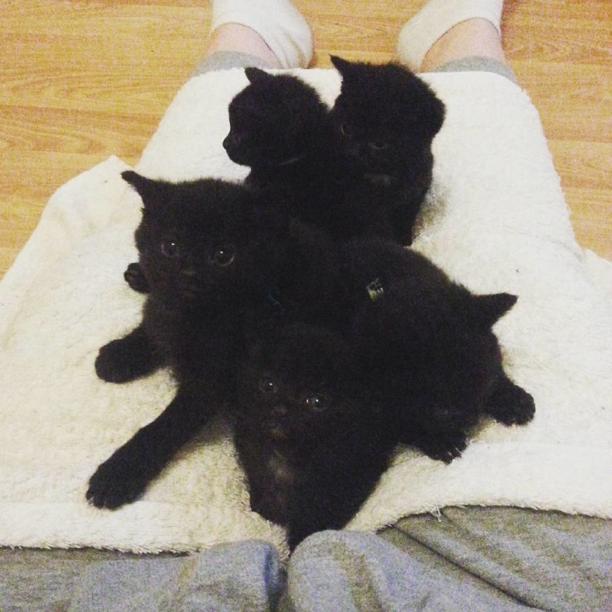 Can't Adopt? Foster!