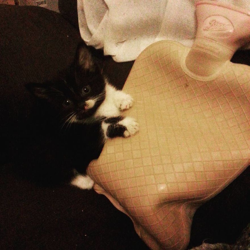 Can't Adopt? Foster! Can't Adopt? Foster!