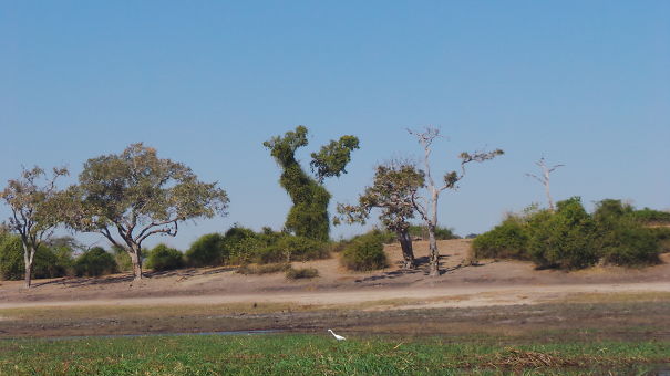 A Dragon Chasing His Chicken Dinner