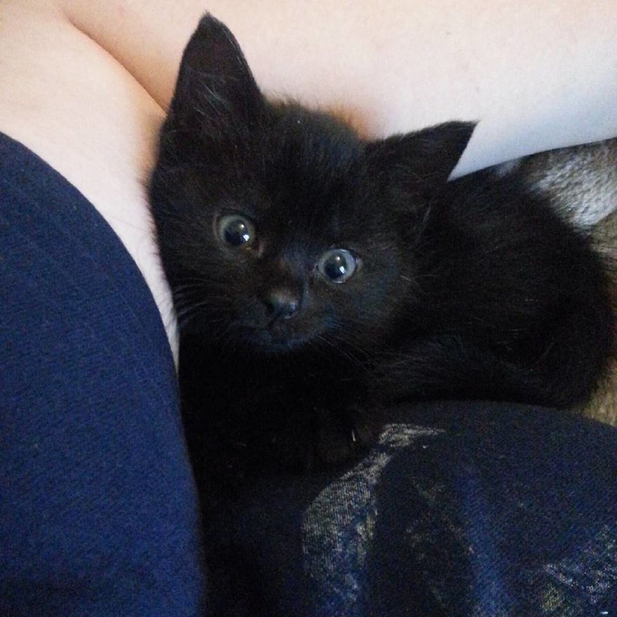 Can't Adopt? Foster! Can't Adopt? Foster!