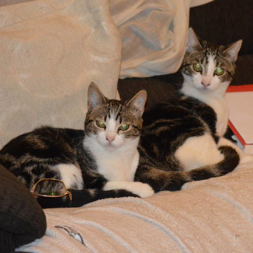 Can't Adopt? Foster! Can't Adopt? Foster!