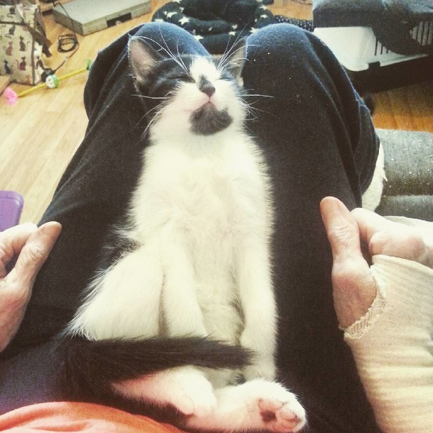 Can't Adopt? Foster!