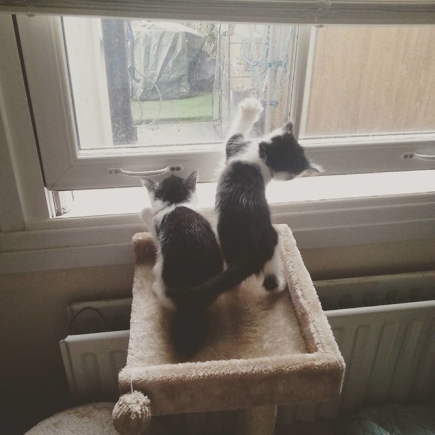 Can't Adopt? Foster! Can't Adopt? Foster!