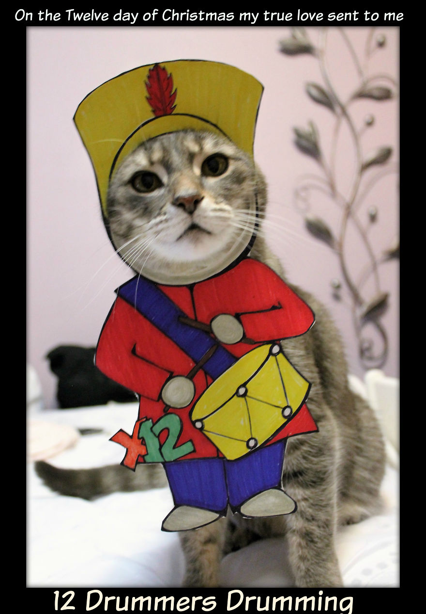 This Cat Enjoys Dressing Up!