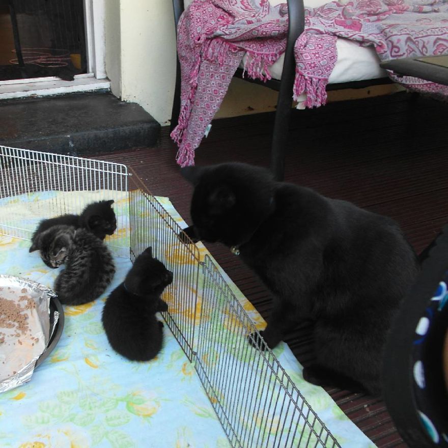 Can't Adopt? Foster!