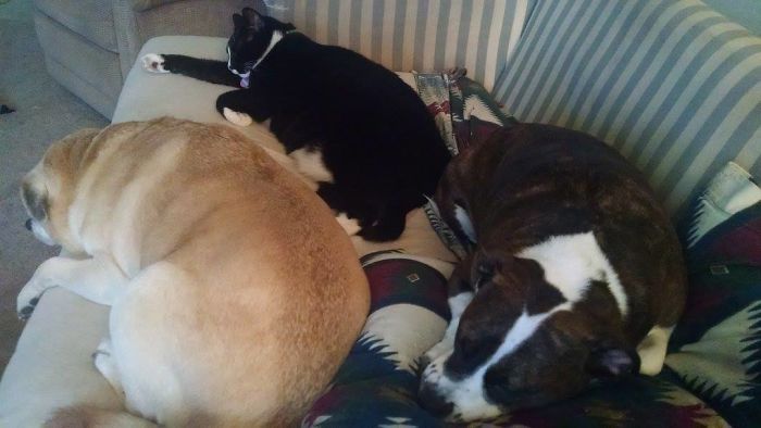 I Know It Looks Like 2 Dogs And A Cat But Shhh Don't Tell Jack Cuz He Thinks He's A Dog Too Lol