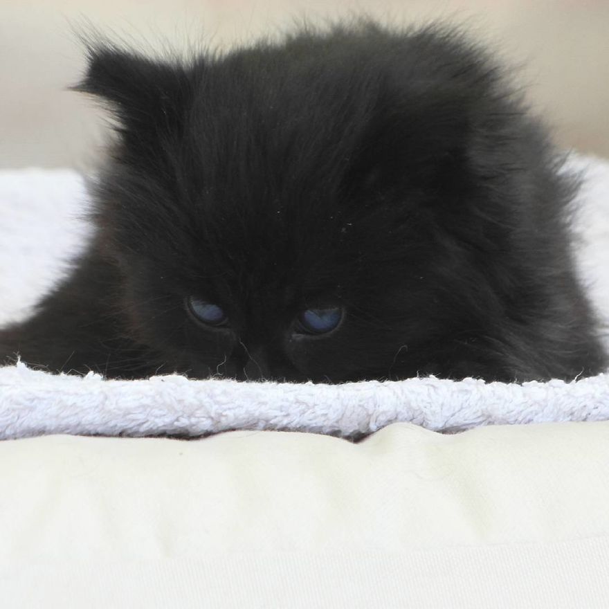 Can't Adopt? Foster! Can't Adopt? Foster!