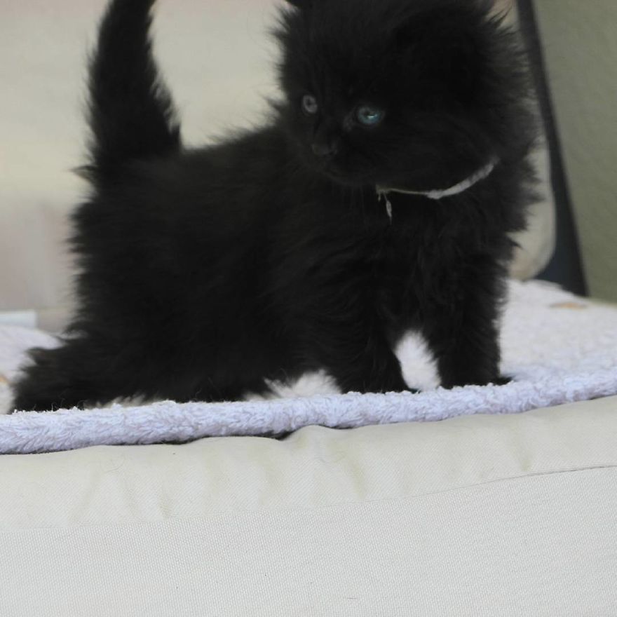 Can't Adopt? Foster!