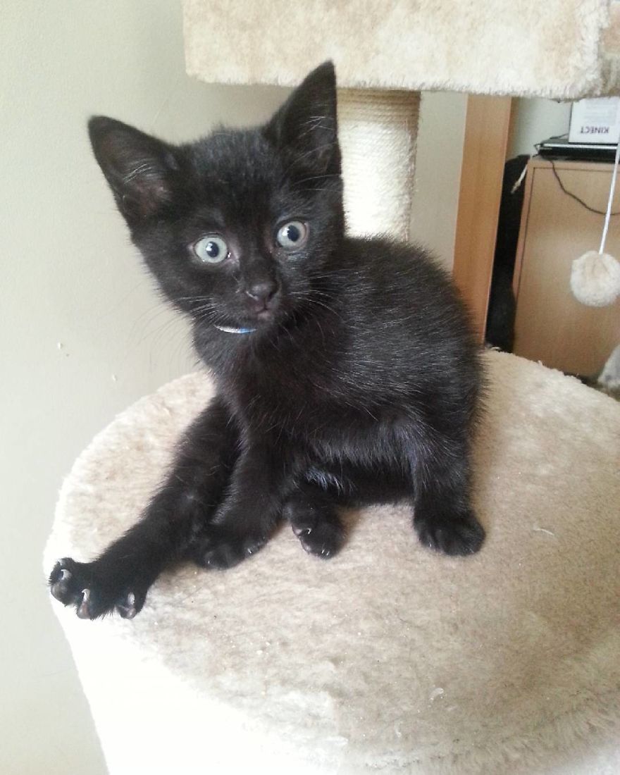 Can't Adopt? Foster! Can't Adopt? Foster!