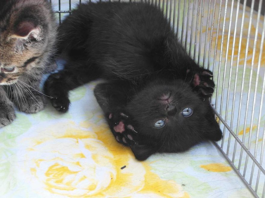 Can't Adopt? Foster!