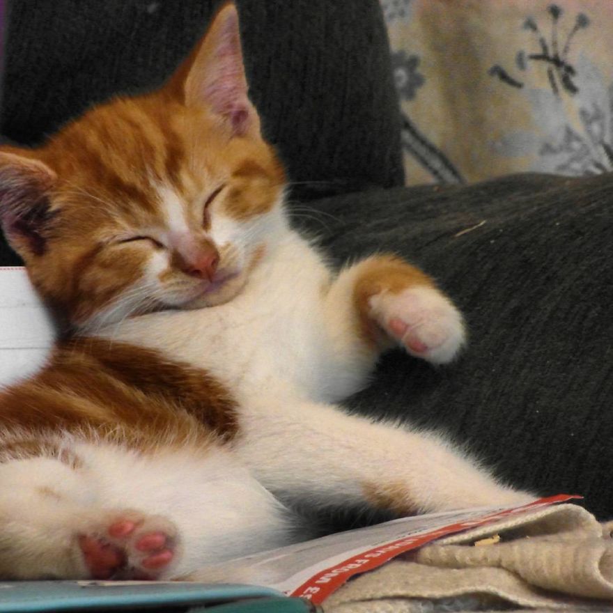 Can't Adopt? Foster!