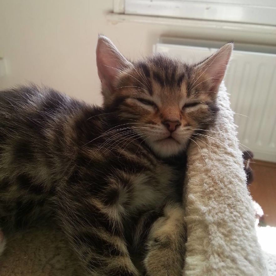 Can't Adopt? Foster!