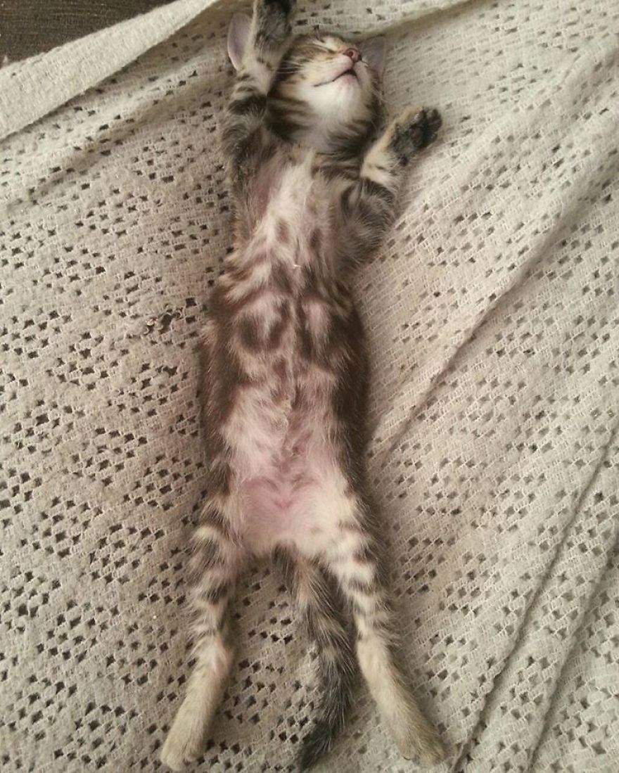 Can't Adopt? Foster!