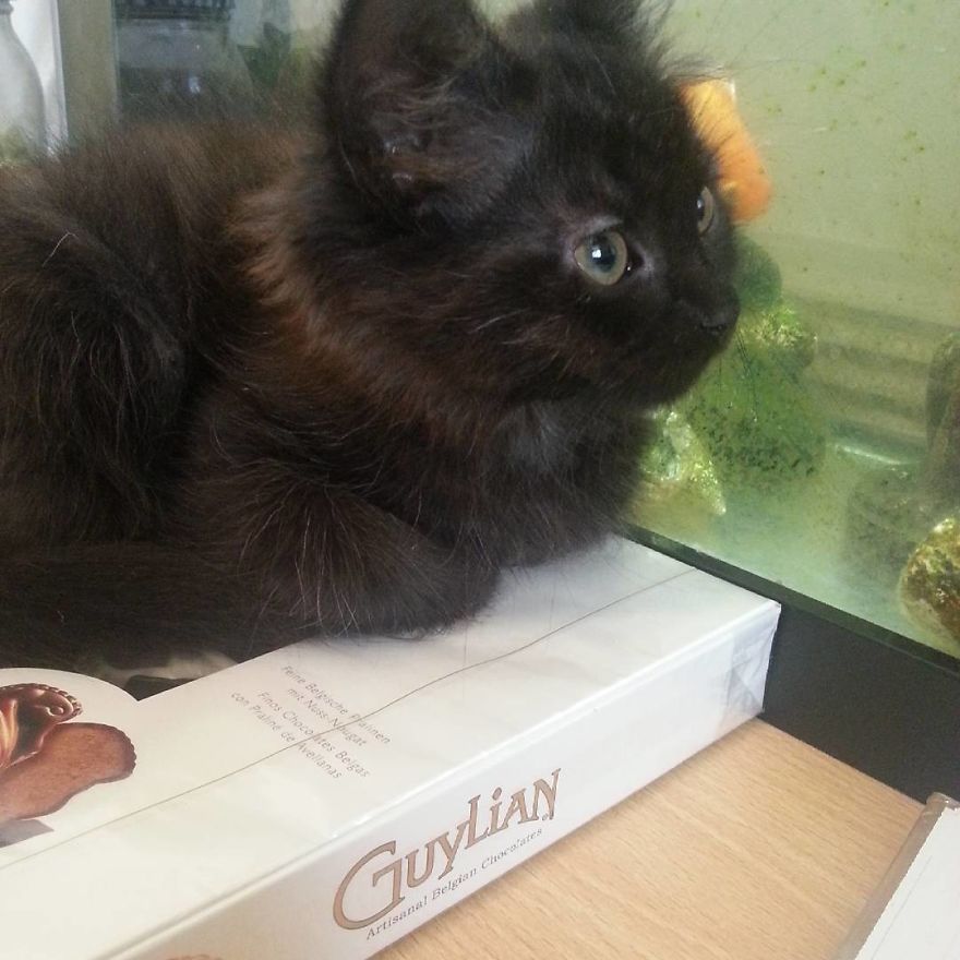 Can't Adopt? Foster!