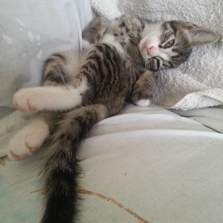 Can't Adopt? Foster!