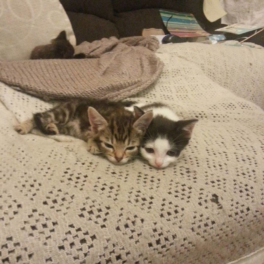 Can't Adopt? Foster!