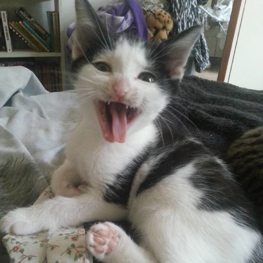 Can't Adopt? Foster! Can't Adopt? Foster!