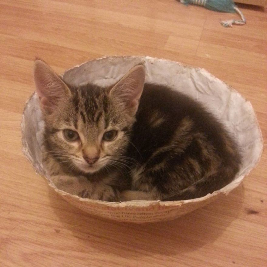 Can't Adopt? Foster!