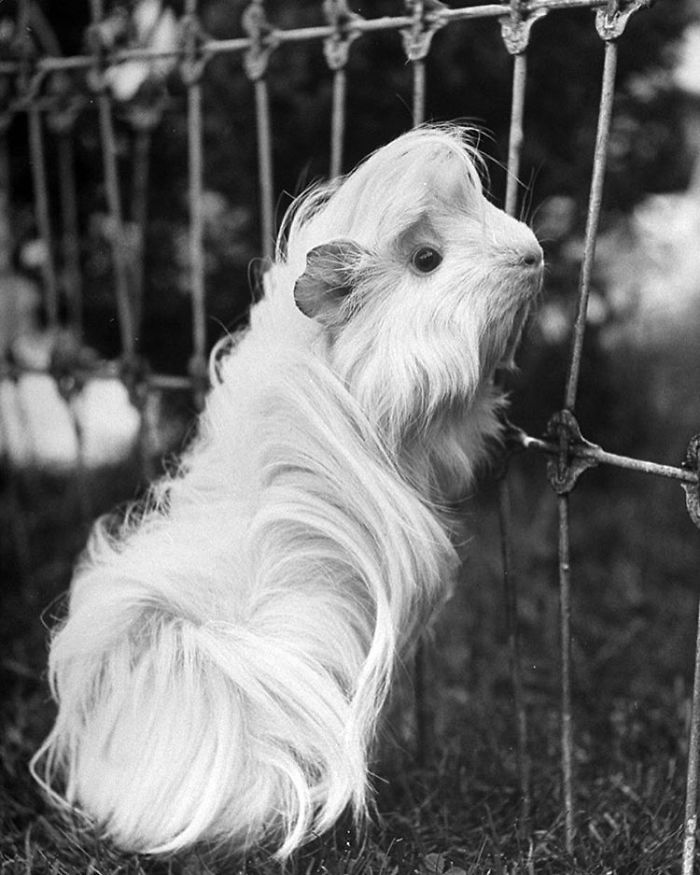 Long-haired-guinea-pigs