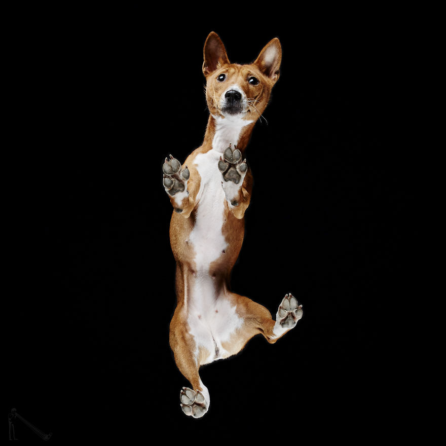 Under-dogs: I Photograph Dogs From Underneath