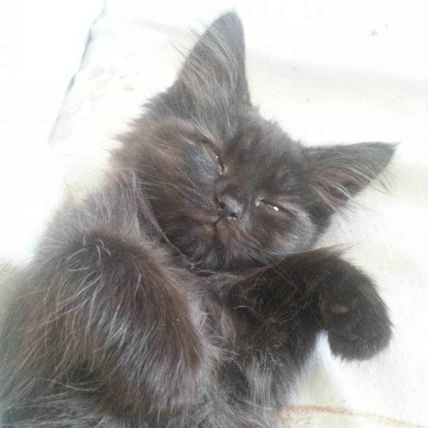 Can't Adopt? Foster!