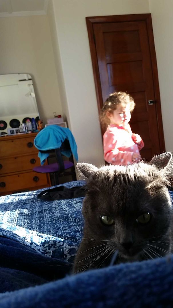 Cat Caught Mid-murder Plot