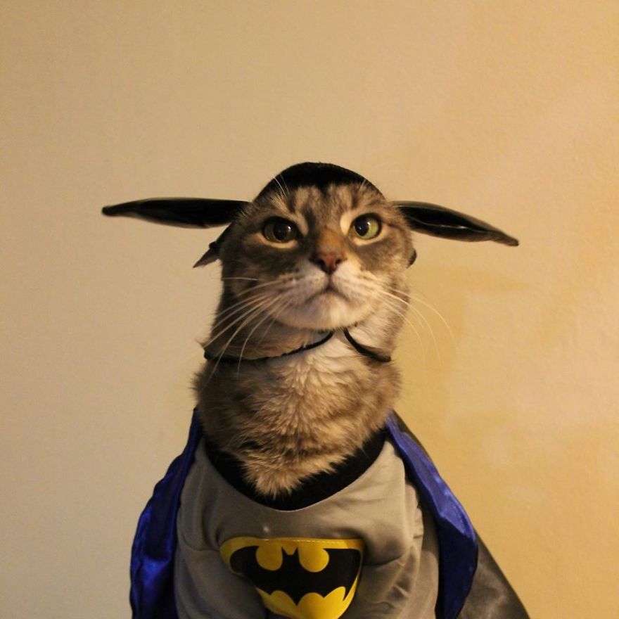 This Cat Enjoys Dressing Up!