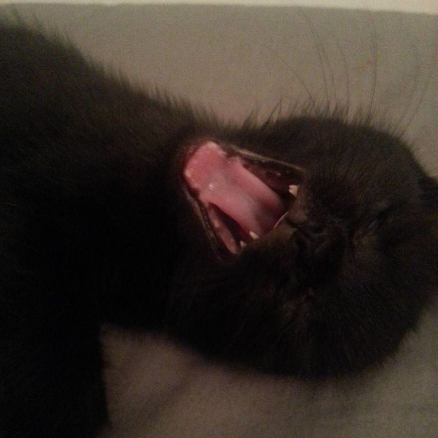 Can't Adopt? Foster!