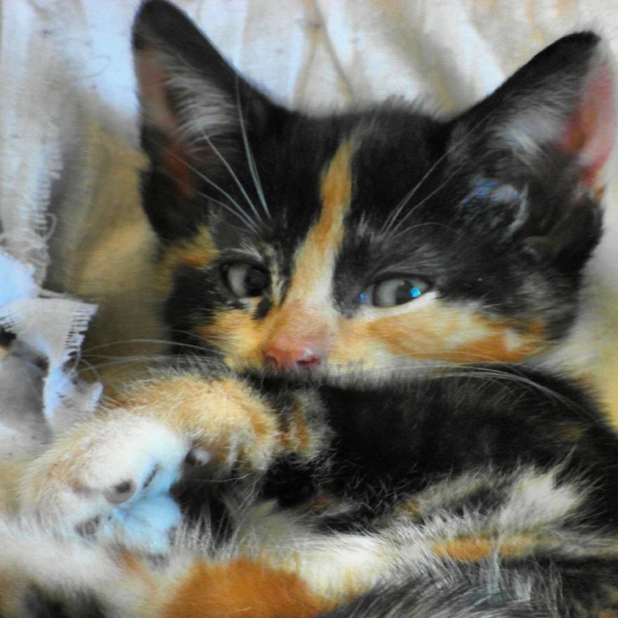 Can't Adopt? Foster! Can't Adopt? Foster!