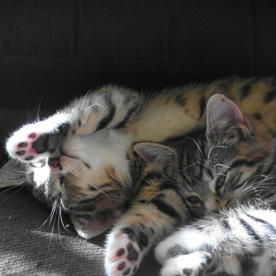 Can't Adopt? Foster!