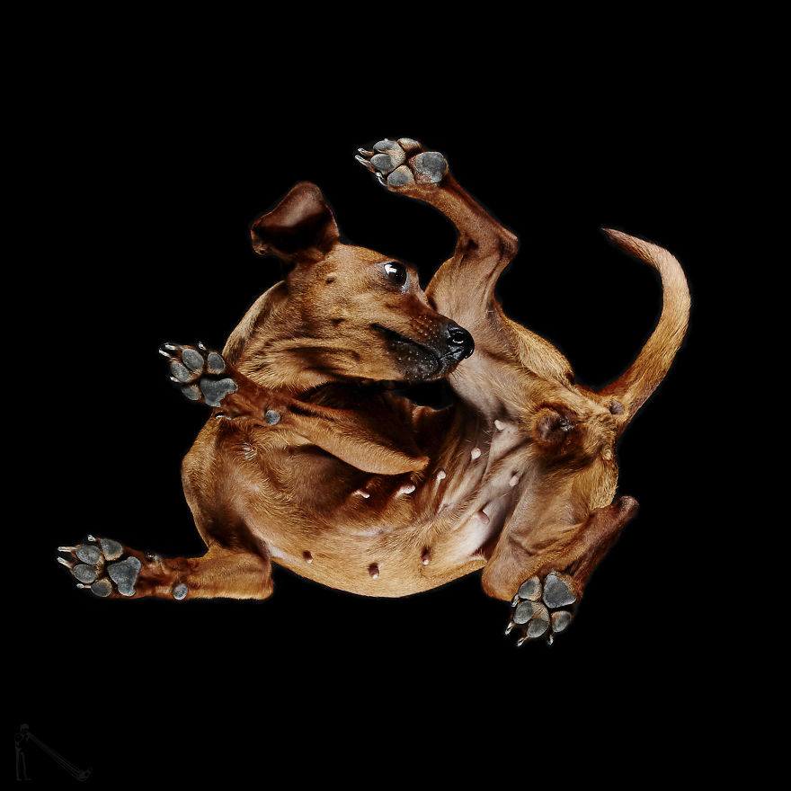 Under-dogs: I Photograph Dogs From Underneath
