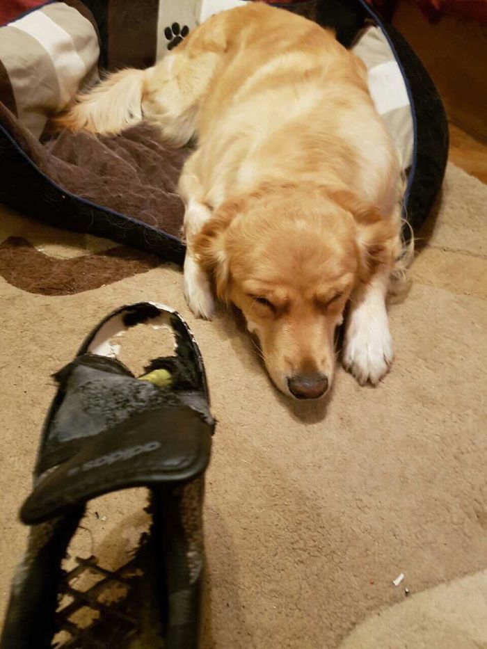 I Ate A Shoe And I Liked It...