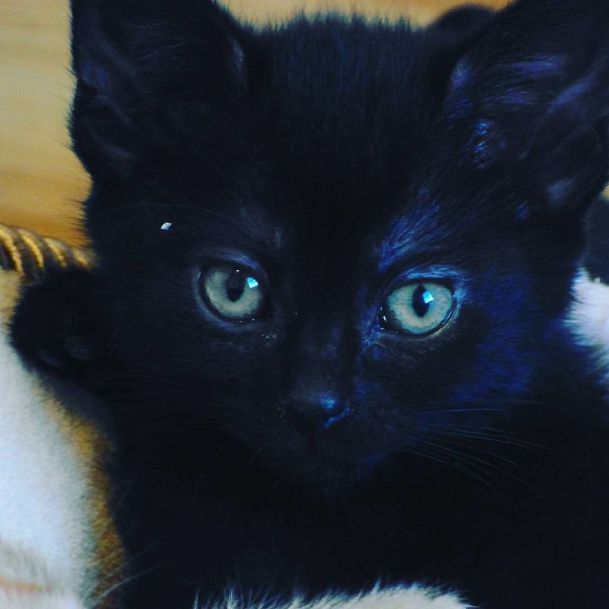 Can't Adopt? Foster!