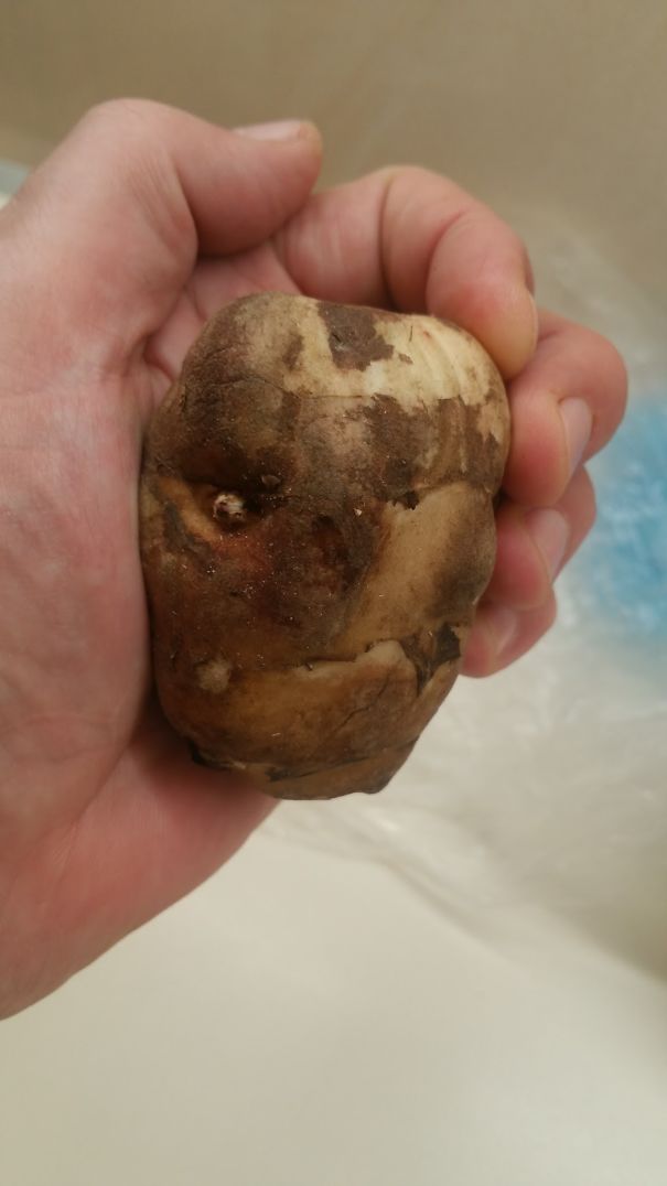 Fantaghiro Stone (topinambour)