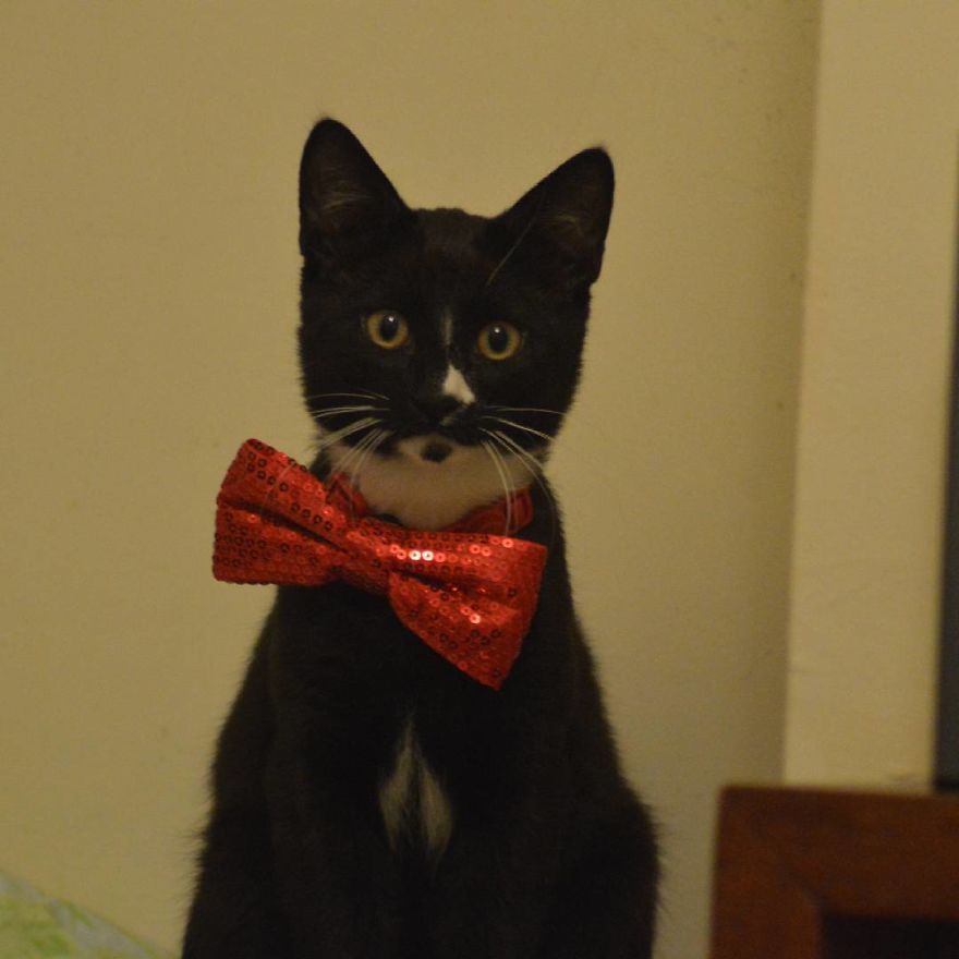 Can't Adopt? Foster!