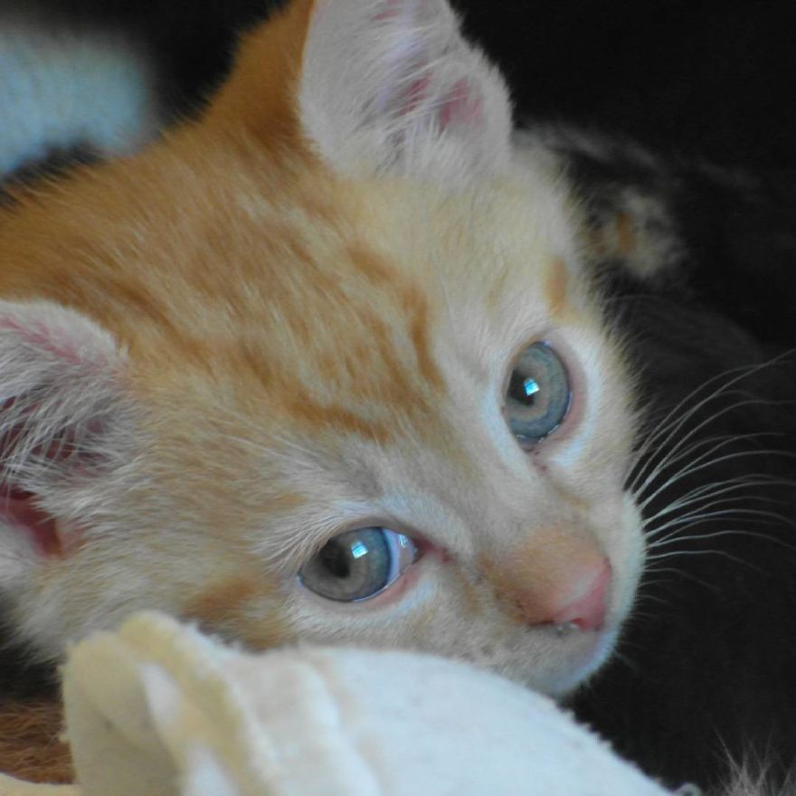 Can't Adopt? Foster!