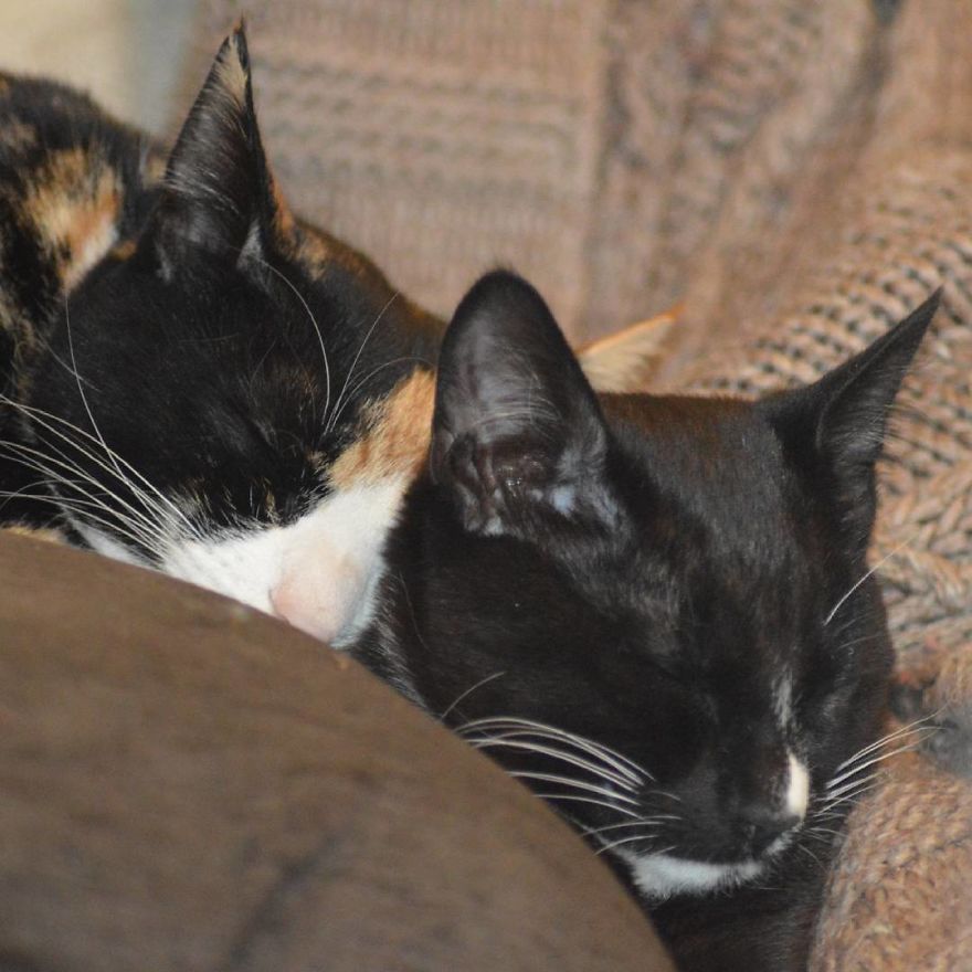 Can't Adopt? Foster!