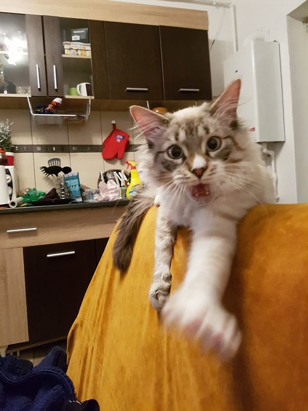 You Don't Have My Approval!