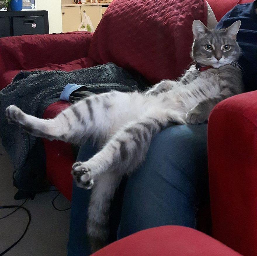 This Cat Enjoys Dressing Up!