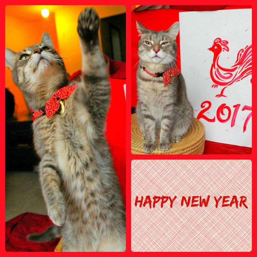 This Cat Enjoys Dressing Up! This Cat Enjoys Dressing Up!