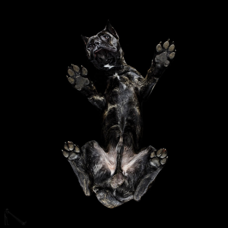 Under-dogs: I Photograph Dogs From Underneath