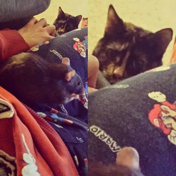 Meeka Is Very Concerned When Her Rat Sister Is Out Of Her Cage.