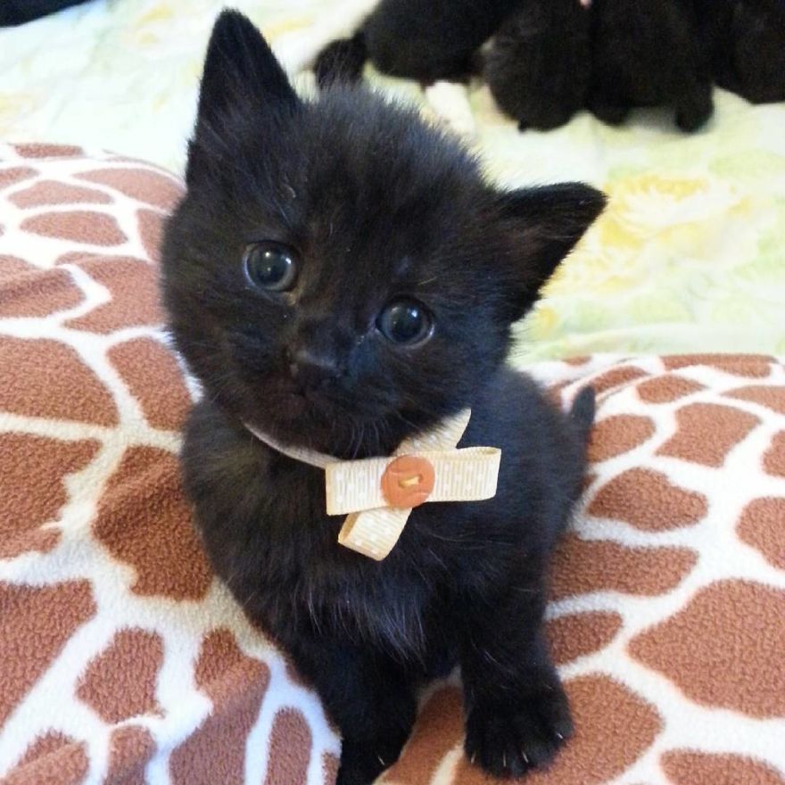 Can't Adopt? Foster!