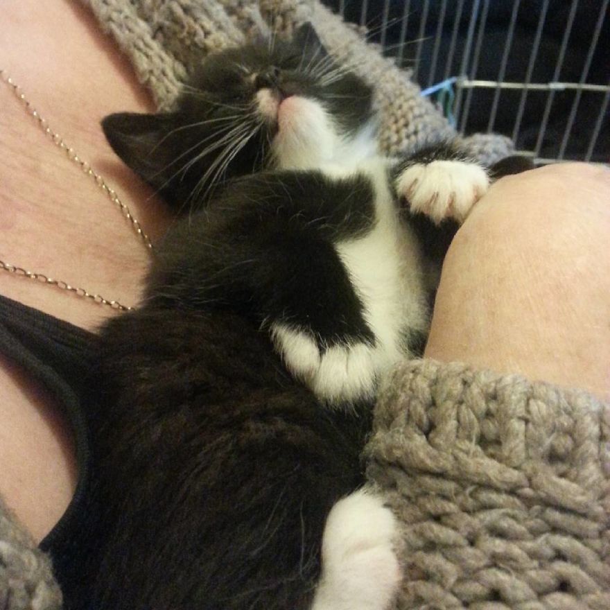 Can't Adopt? Foster!