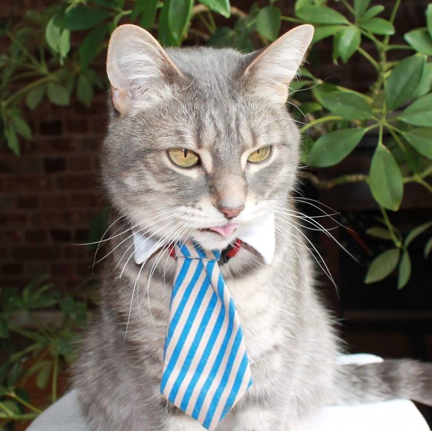 This Cat Enjoys Dressing Up! This Cat Enjoys Dressing Up!