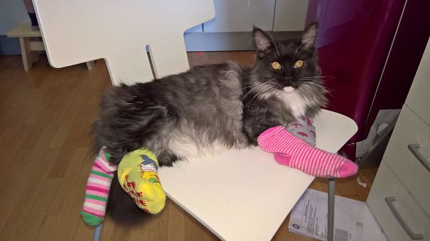 My Ex-husband Did This To Our Cat So Our Children Cannot Be Blamed! :)