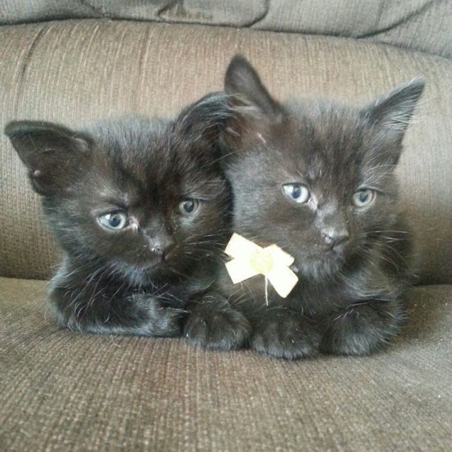 Can't Adopt? Foster! Can't Adopt? Foster!