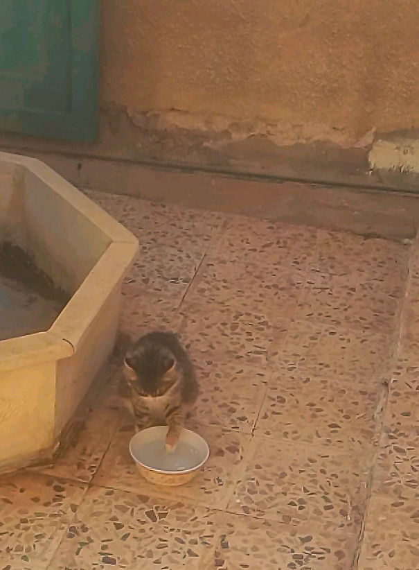This Cat That Drink Using Her Hand From Water Feeder