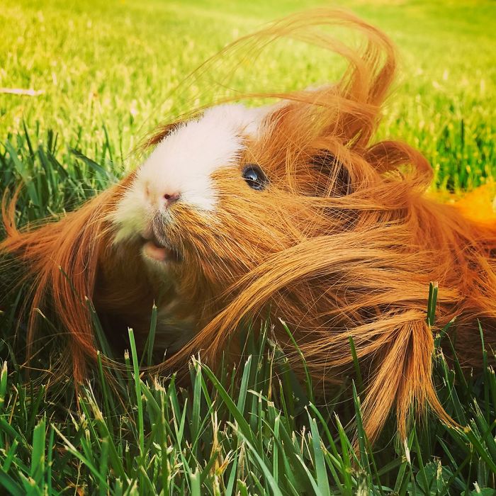 Long-haired-guinea-pigs