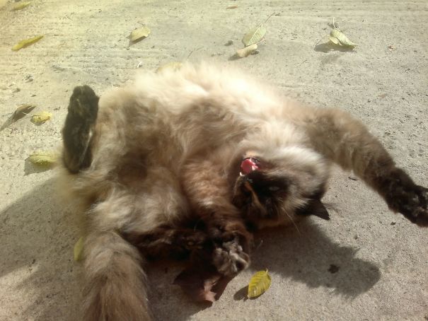 She Goes Crazy Sometimes..